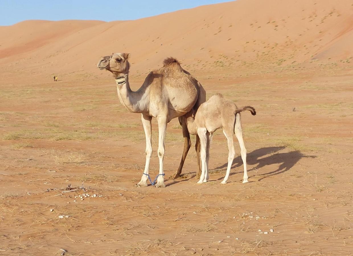 Delight Desert Camp Al Wasil Ngoại thất bức ảnh